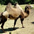 chameau, au parc animalier d'Ardes-sur-Couze