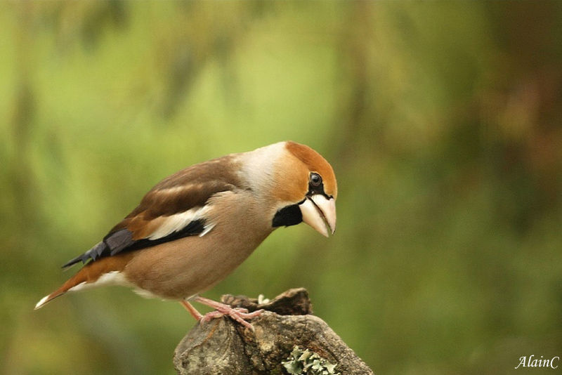 Gros Bec Casse Noyaux Photo De Les Oiseaux De France