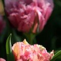 Tulipe matchpoint