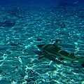 requins-bora-bora