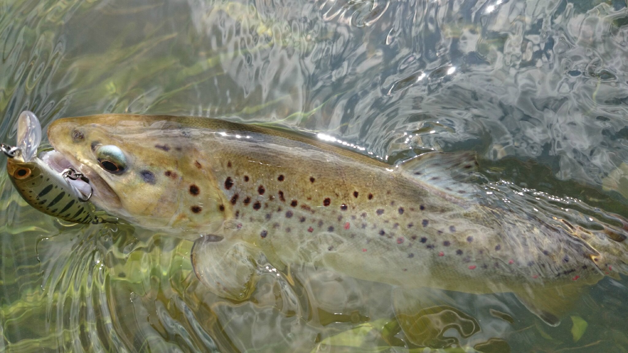 La Truite Un Poisson Que Rien N'arrête Une truite de mer de 41 cm, trois farios de 25, 36 et 37 cm et une arc