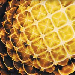 cymatics-250