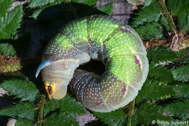 chenille de Sphinx du tilleul natura
