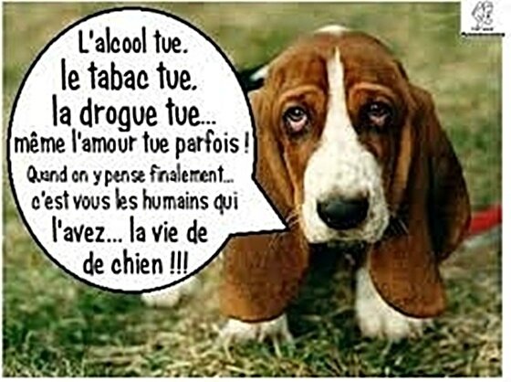citation-chien