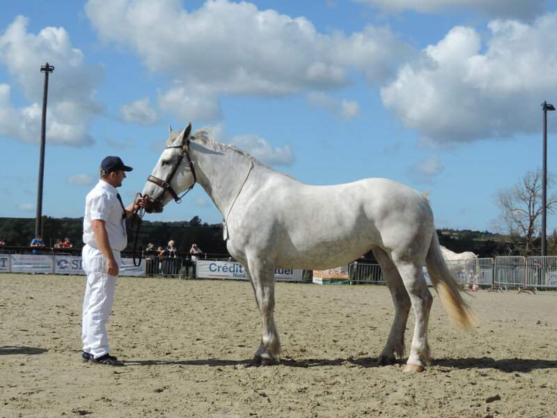 Hagivale des Tilleuls - 5 Septembre 2020 - National Boulonnais - Samer (62) - 5e (3 ans - Grande Taille (1m68 et plus))