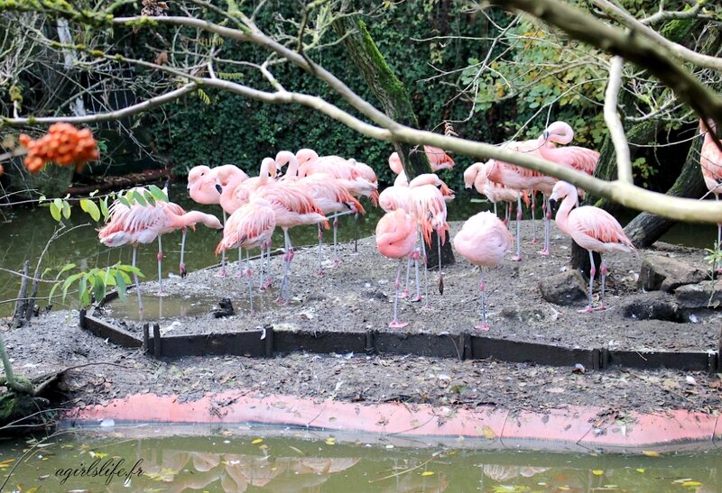 Amneville zoo 15