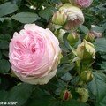 La célèbre rose…Pierre de Ronsard