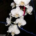 Phalaenopsis 'Blanche Neige', cadeau de Simone