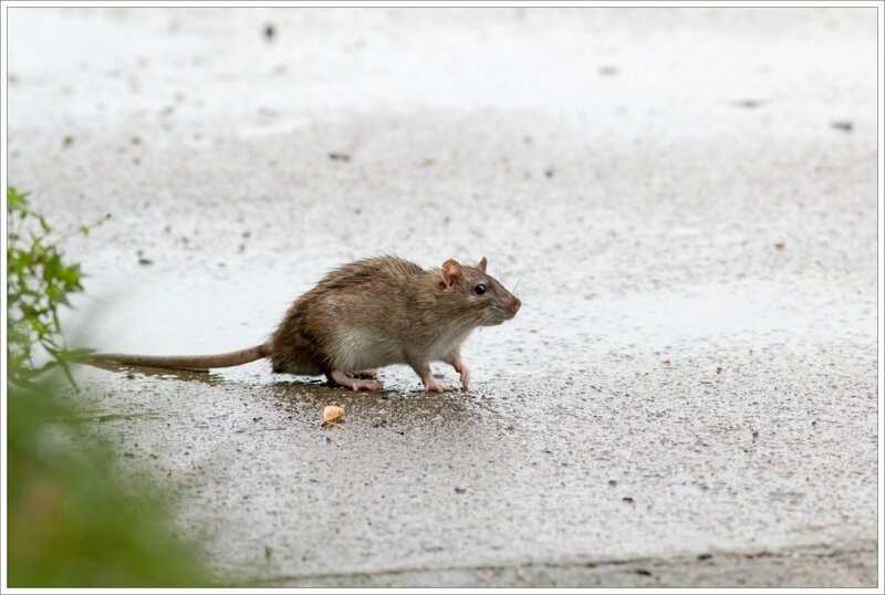 ville pluie rat ecluse 2 241016