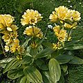 Gentiane de Buser, gentiana burseri...