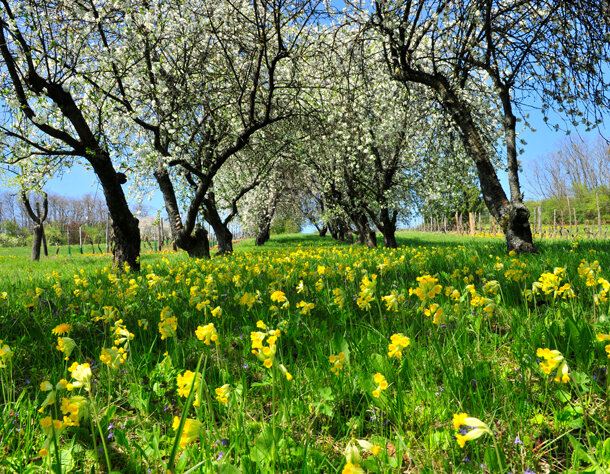 Primeveres-offic-verger-fleurs_DSC8855