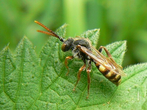 Abeille Coucou Photo De Hymenopteres Abeilles Guepes Insectes En Cornouaille Abeille Coucou Photo De Hymenopteres Abeilles Guepes Insectes En Cornouaille