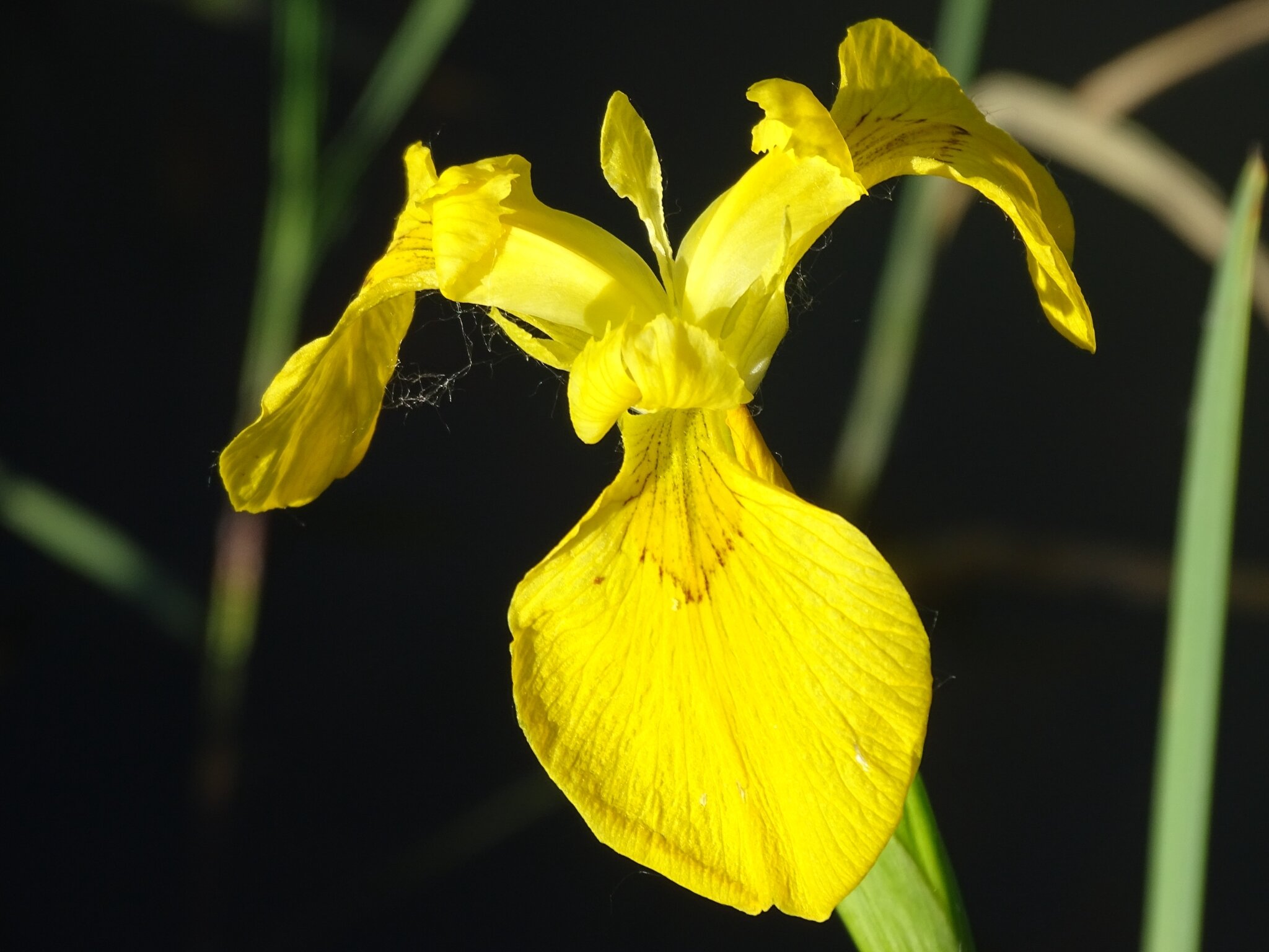 L'iris jaune ou l'iris des marais La nature en live
