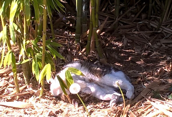2090331 Mushu sieste dans les bambous