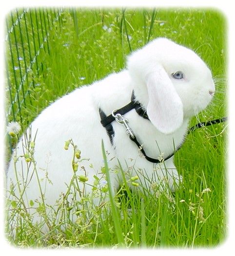 Un Petit Belier Blanc Aux Yeux Bleus Les Nains De Mon Jardin