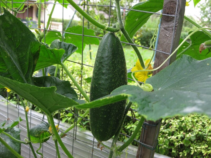 QUE FAIRE DES GROS CORNICHONS ? TOUCHE A TOUT