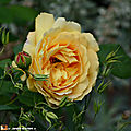 Un des plus beaux rosiers de david austin...