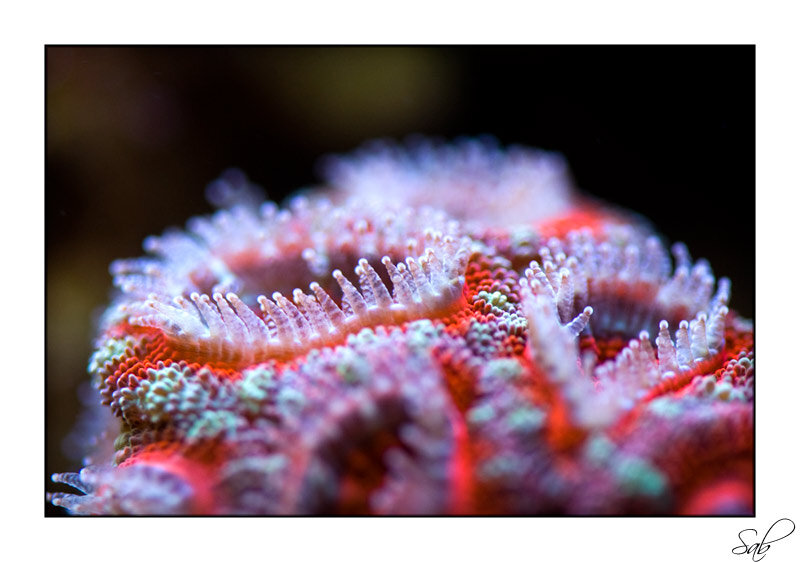 acan8371_060509