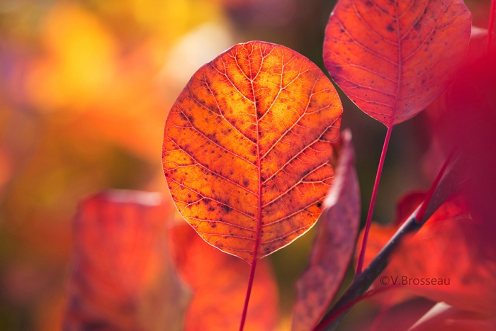 feuilles-automne15-34