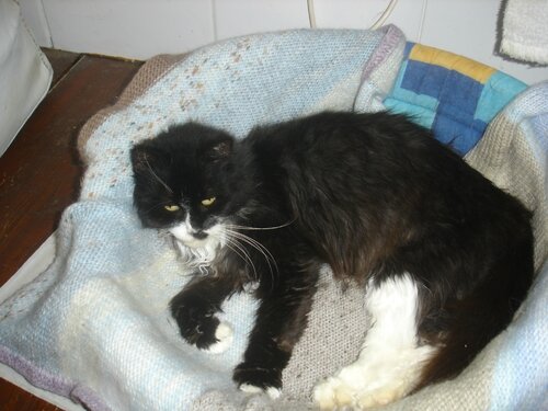 Grif Informe Urgence Olga A Fait Une Thromboembolie Feline Grifelins Grif Informe Urgence Olga A Fait Une Thromboembolie Feline Grifelins