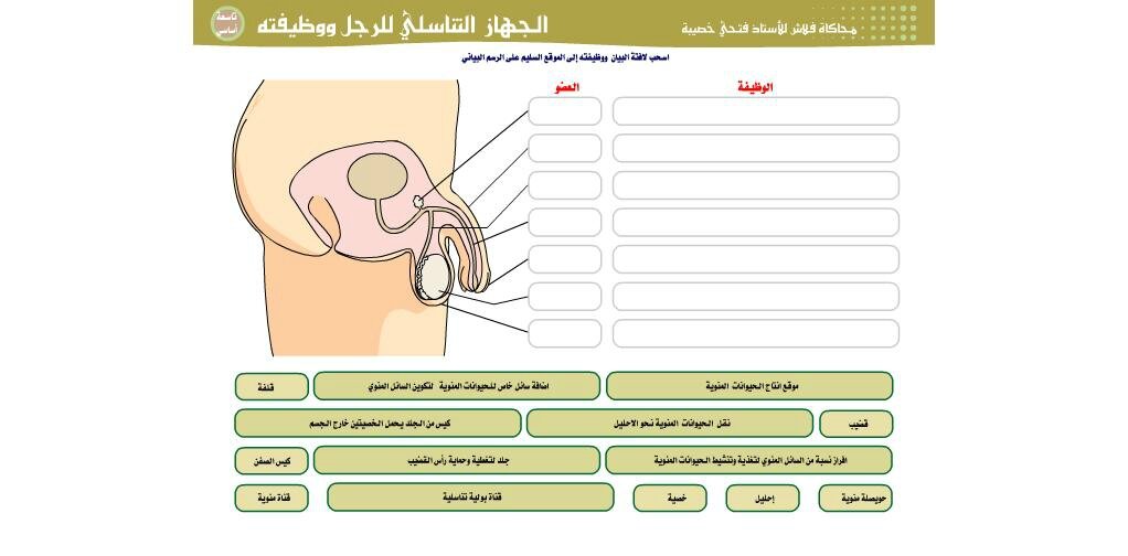 الجهاز التناسلي عند الرجل ووظيفته Anatomie Et Biologie En Flash