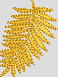FEUILLE