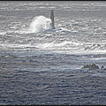 DSC07694__1_