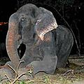 La touchante réaction d'un éléphant libéré après 50 ans de maltraitance