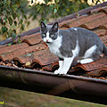 miaou