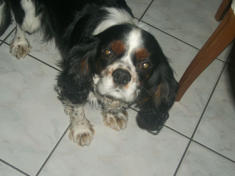 Cavalier King Charles à Vendre Le Bon Coin FAZER MON CAVALIER KING CHARLES - LES POTS A PAT