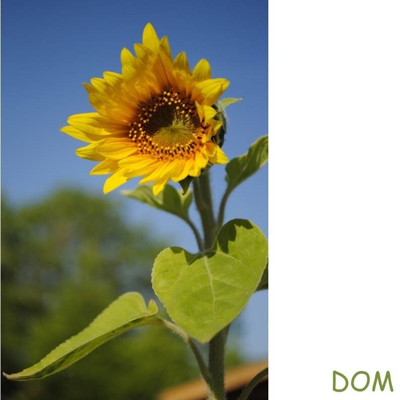 DOM