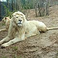 Zoo d’amnéville : les lions blancs sont arrivés !