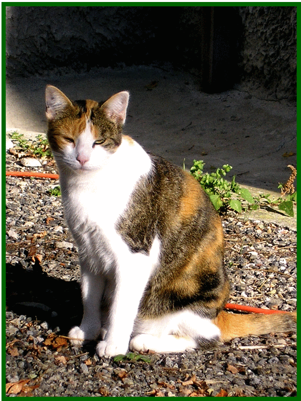 Mademoiselle Hermione Sans Son Ami Harry Potter Helas Photo De Les Chats Du Seignou Gite Avec Piscine Dans L Aude En Pays Cathare Pres De Carcassonne Limoux Castelnaudary Mirepoix Et Des