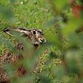 Lievre d'Europe, Lepus europaeus
