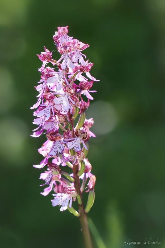w_Orchis_Monts d'Or_20150507_7397