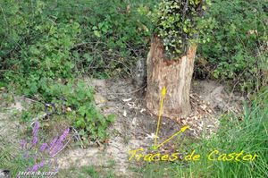 Traces trahissant la présence des Castors sur la Loire