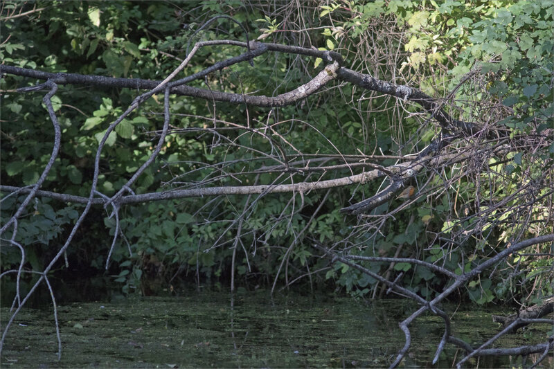 oiseau RG branchages rivière 080919