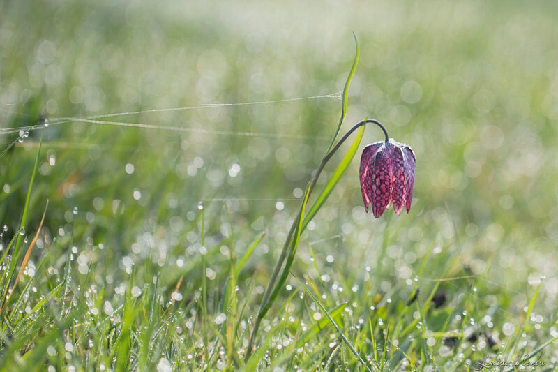 wb_Fritillaire et rosée_20190324_7144