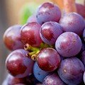 La legendaire appellation tokay quitte l'alsace…