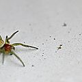 Mâle immature d’araignée courge ( ou concombre)