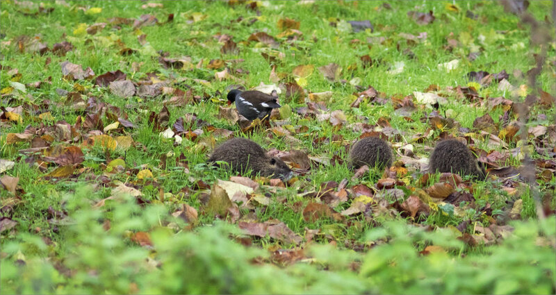 Ragondins famille herbe 241119 1 poule