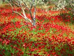 coquelicots_Chantal