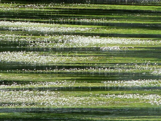 blog dor
