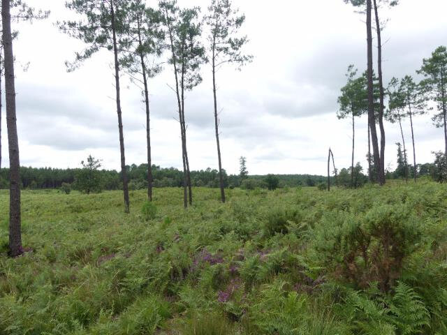 Photo-forêt-LT01
