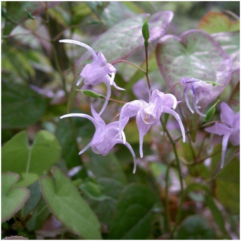 Epimedium-grandiflorum-ld-KENPEI-7241-1