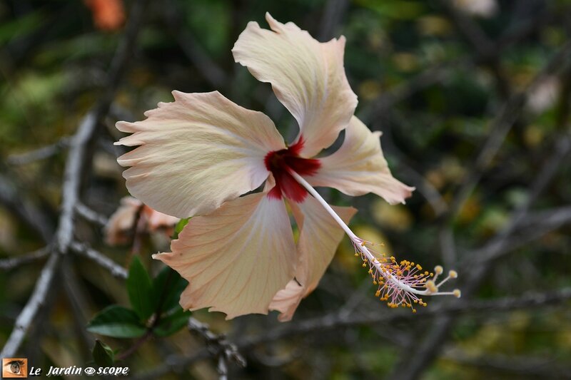 Hibiscus rosa-sinensis