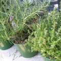 Mes herbes aromatiques