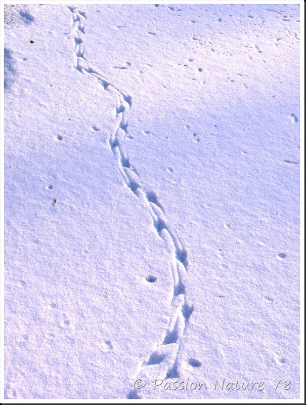 Traces d'animaux dans la neige (12)