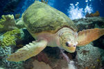 Tortue_care