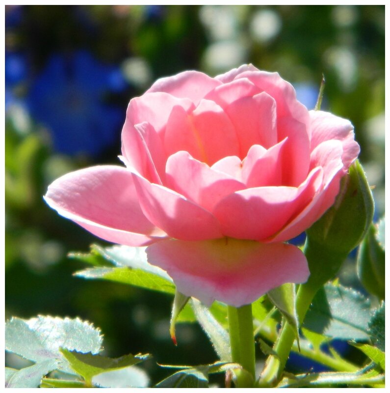 DSCN9709a